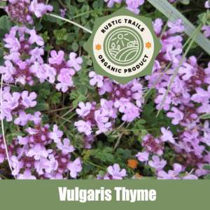 Vulgaris Thyme