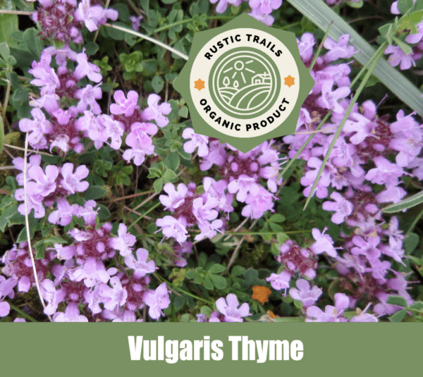 Vulgaris Thyme