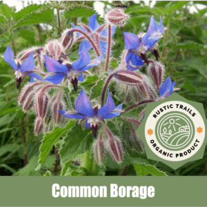 Common Borage (Borago officinalis)