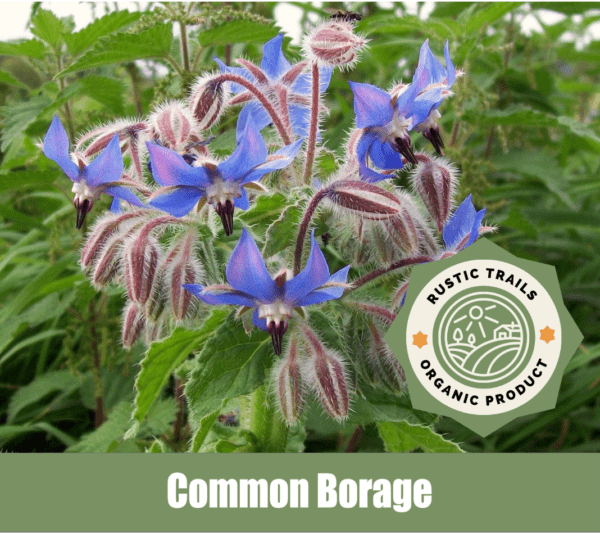 Common Borage (Borago officinalis)