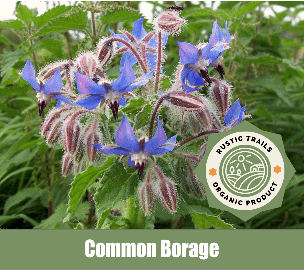 Common Borage (Borago officinalis) 