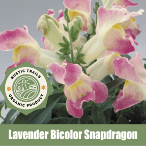 Antirrhinum majus nanum pumilum, Lavender Bicolor Floral Showers