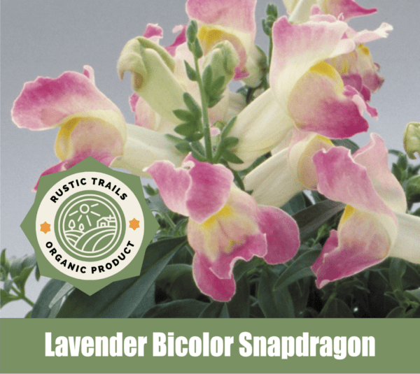 Antirrhinum majus nanum pumilum, Lavender Bicolor Floral Showers