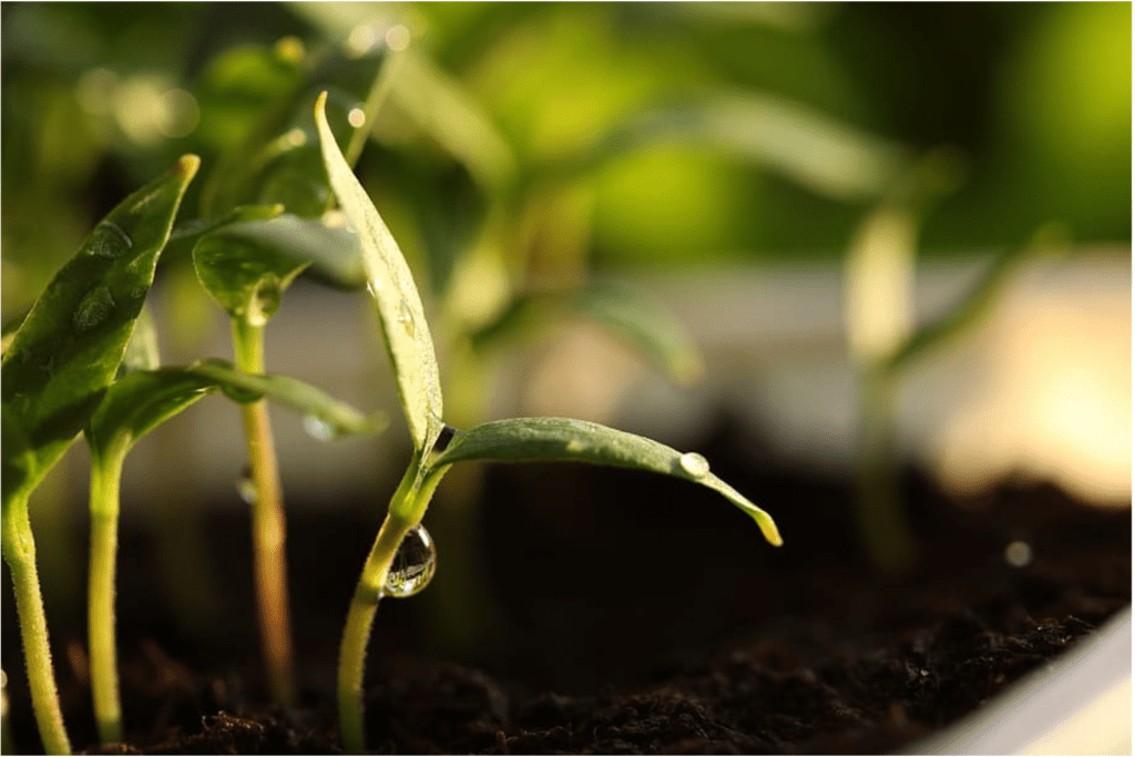 How To Stratify Your Seeds Rustic Trails Texas Llc