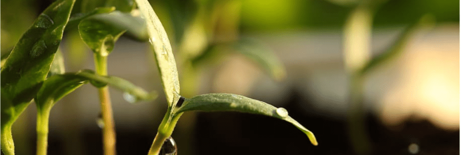 How to cold stratify your plant seeds.