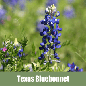 Texas Bluebonnett