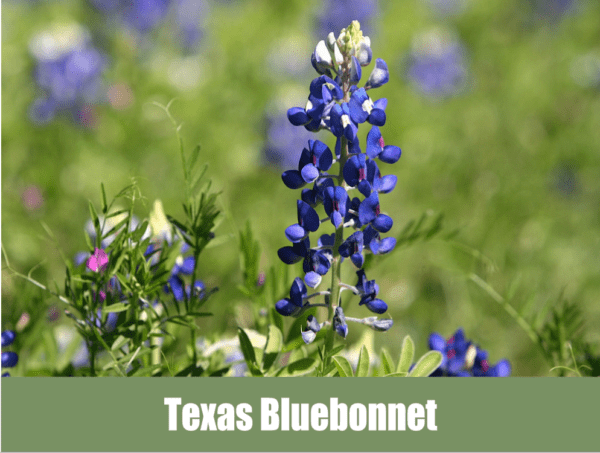 Texas Bluebonnett