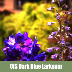 QIS Dark Blue Larkspur