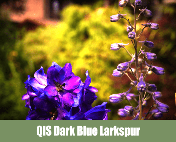 QIS Dark Blue Larkspur