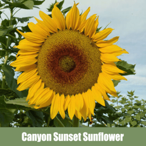 Canyon Sunset Sunflower, Helianthus annuus