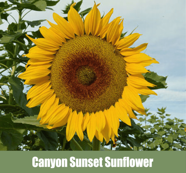 Canyon Sunset Sunflower, Helianthus annuus