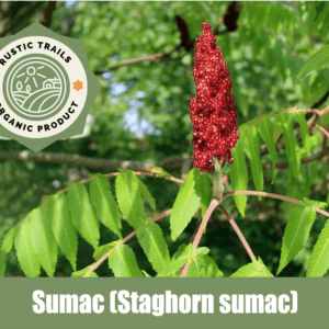 Sumac, Staghorn sumac or Rhus typhina