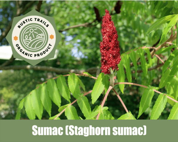 Sumac, Staghorn sumac or Rhus typhina