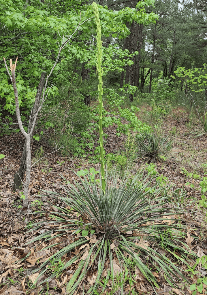 Buckley Yucca, Yucca constricta