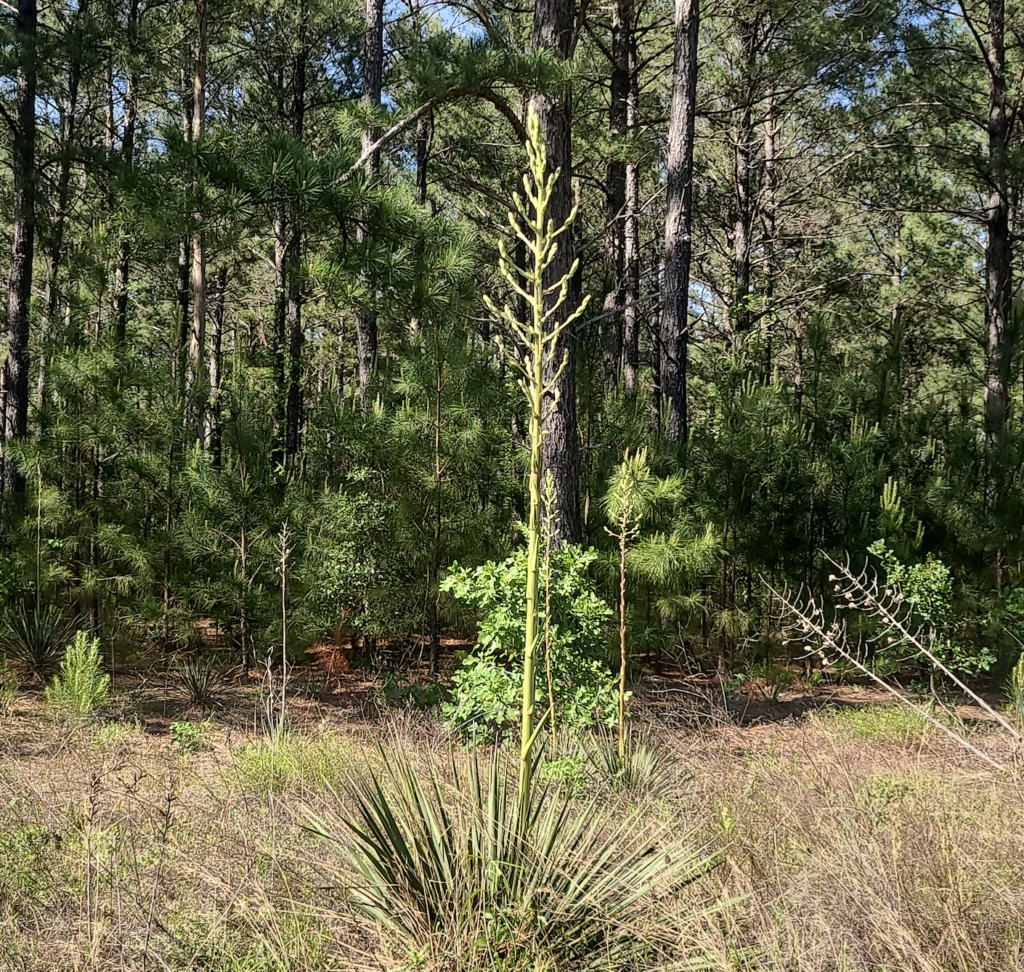 Buckley Yucca, Yucca constricta