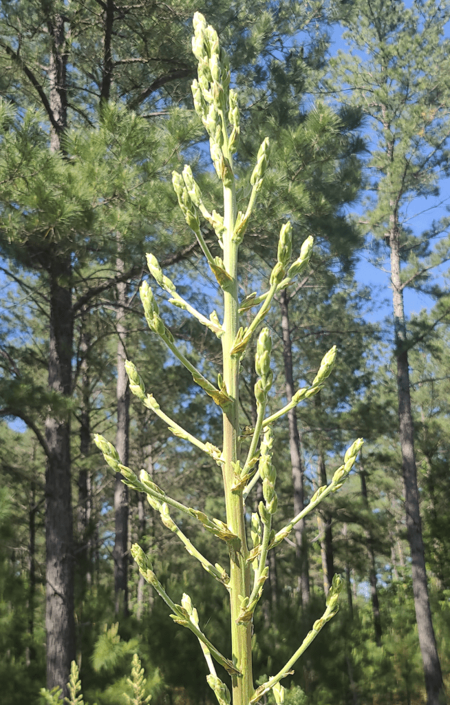 Buckley Yucca, Yucca constricta