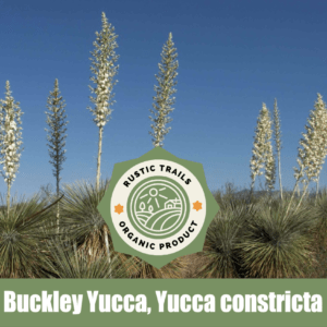 Buckley Yucca, Yucca constricta, Soapweed