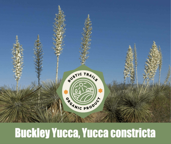 Buckley Yucca, Yucca constricta, Soapweed