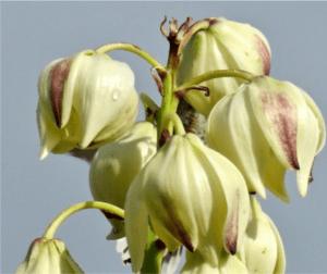 Buckley Yucca, Yucca constricta, Soapweed