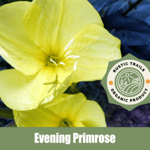 Evening Primrose