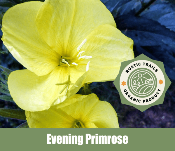 Evening Primrose