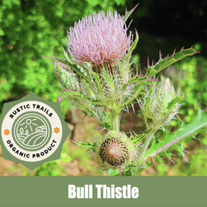 Bull Thistle, Cirsium vulgare