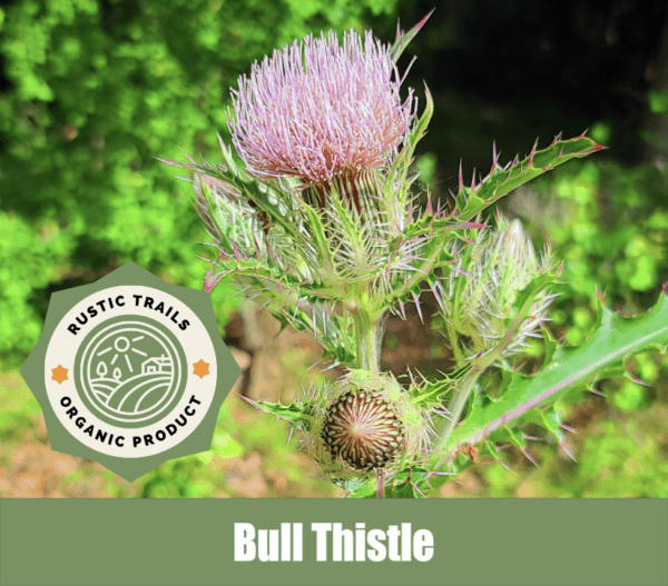 Bull Thistle, Cirsium vulgare