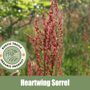 Heartwing Sorrel, scientifically known as Rumex hastatulus