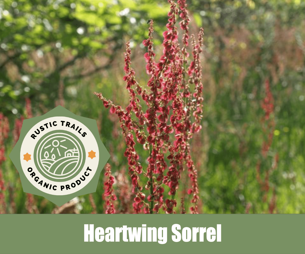 Heartwing Sorrel, Rumex hastatulus