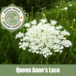 Queen Anne's Lace, Wild Carrot