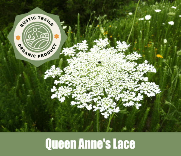 Queen Anne's Lace, Wild Carrot