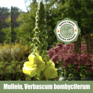 Mullein