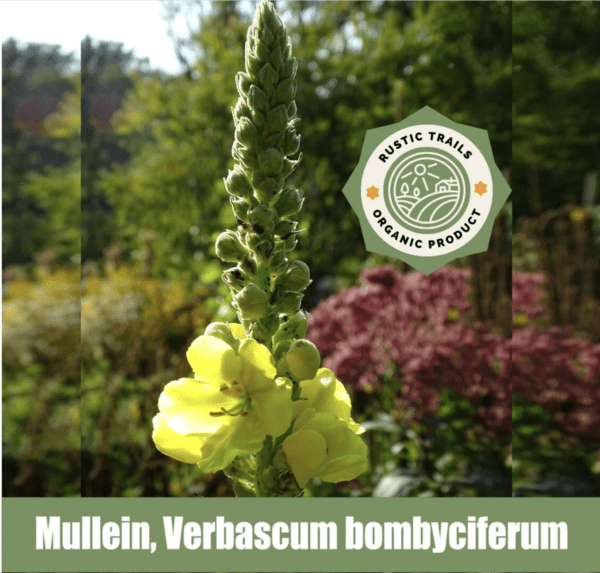 Mullein