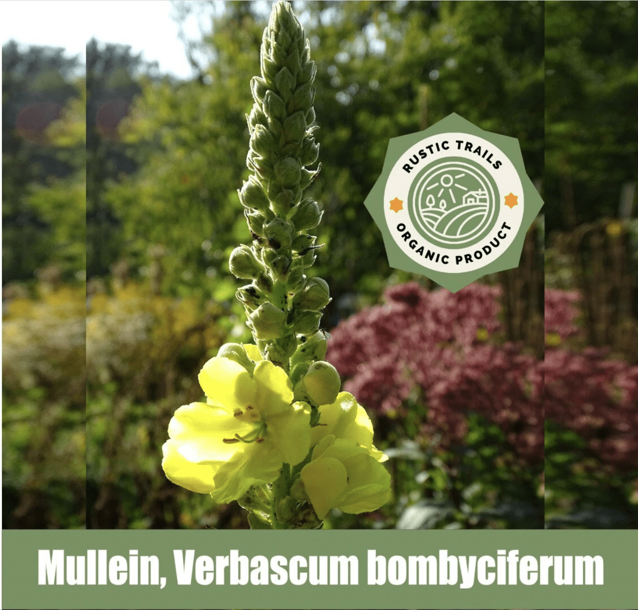 mullein