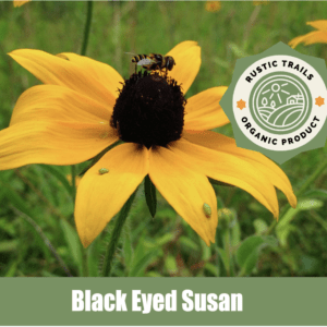 Black-Eyed Susan, Rudbeckia