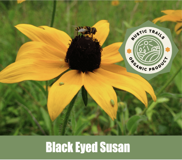 Black-Eyed Susan, Rudbeckia