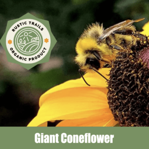 Giant Coneflower, Rudbeckia maxima