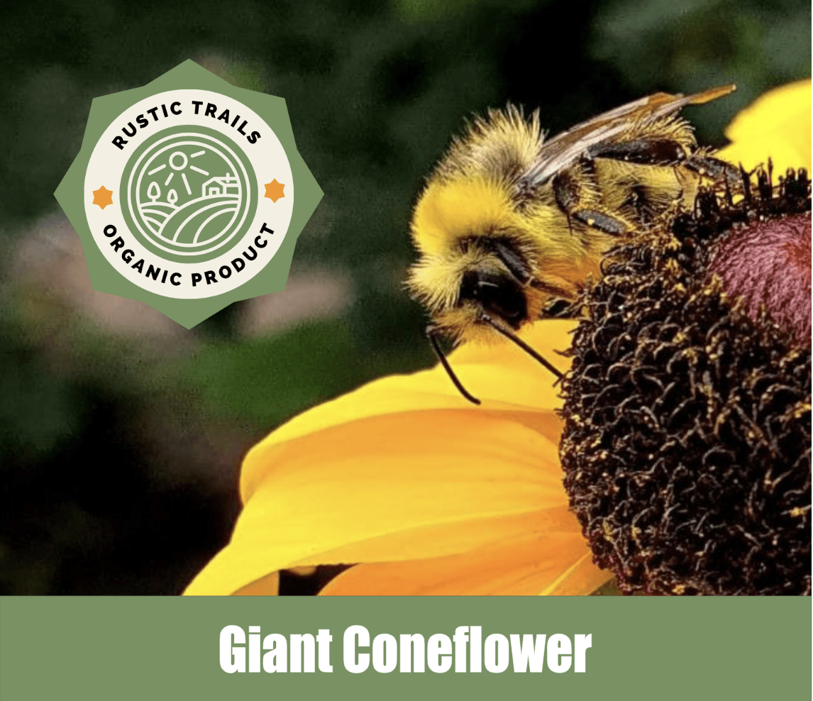 Giant Coneflower, Rudbeckia maxima