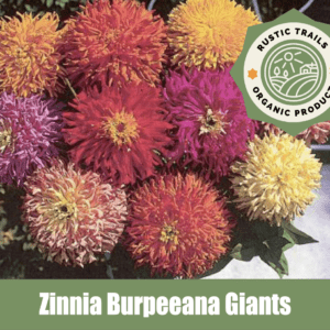 Zinnia Burpeeana Giants