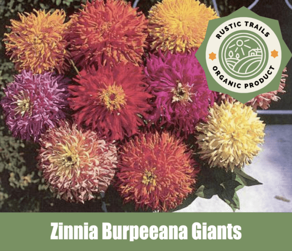 Zinnia Burpeeana Giants