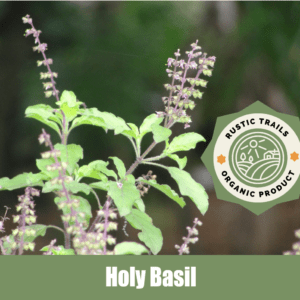 Holy Basil, Ocimum tenuiflorum or Ocimum sanctum