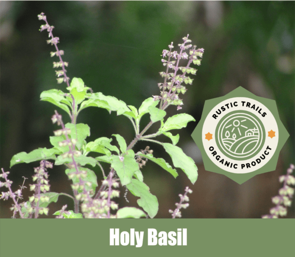 Holy Basil, Ocimum tenuiflorum or Ocimum sanctum