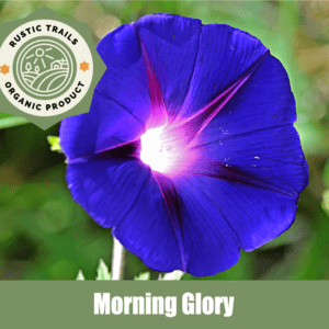 Morning Glory, Ipomoea purpurea