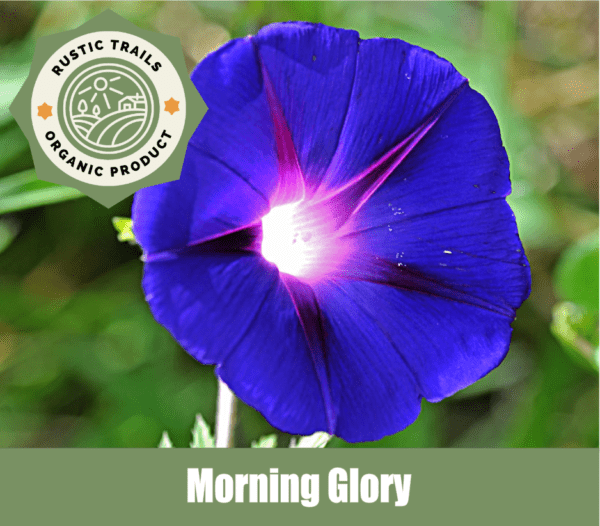 Morning Glory, Ipomoea purpurea