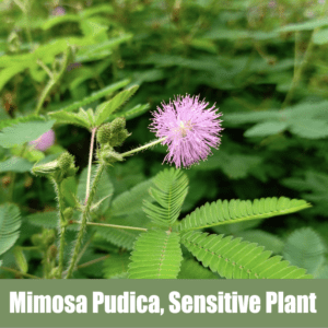 Mimosa Pudica Sensitive Plant