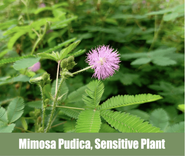 Mimosa Pudica Sensitive Plant