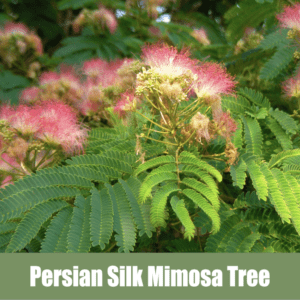 Persian Silk Mimosa Tree, Albizia julibrissin