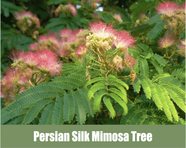 Persian Silk Mimosa Tree, Albizia julibrissin