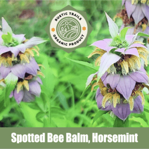 Spotted Bee Balm, Horsemint, Monarda punctata