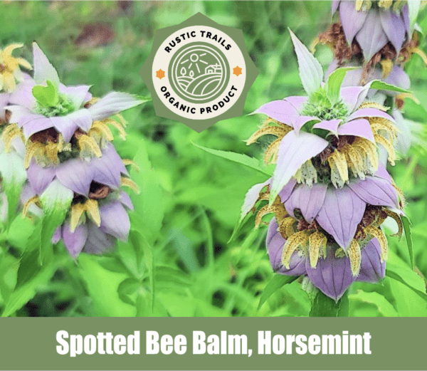 Spotted Bee Balm, Horsemint, Monarda punctata